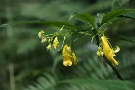 贵州发现新物种“北盘江凤仙花”！图片