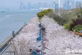 一夜春风 杭州“最美跑道”迎来樱花最佳观赏期图片