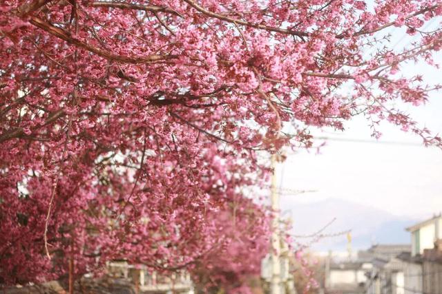 心动预警！大理这份粉色浪漫太治愈了