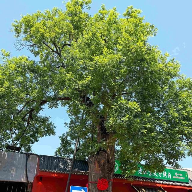 北京古树 家国情怀 国庆古树游线等您来体验