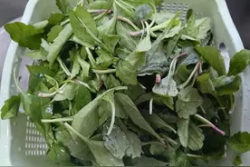 一碗凉拌马兰头，带你寻味时令的鲜！图片