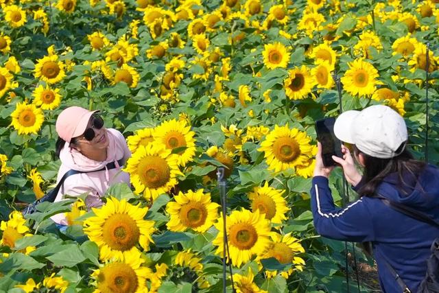 大片向日葵盛开！走！赏花去！