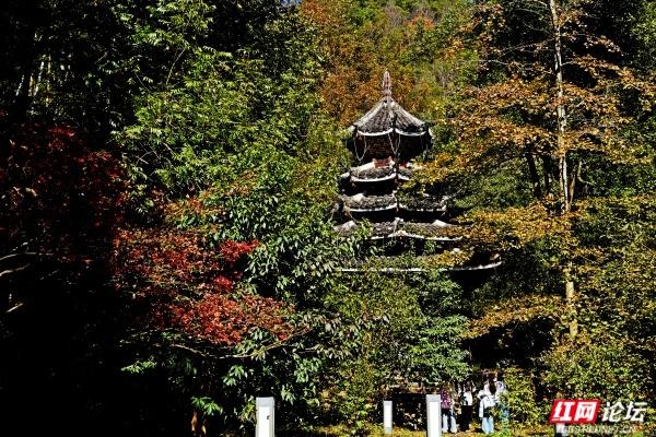 怀化中坡山，层林尽染的氧吧，市民天天逛、摄影家追着拍