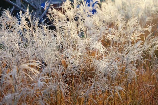 【美丽瀍河】走进霞光里的芦苇荡，聆听晚风絮语，畅游“毛茸茸”暖金花海！