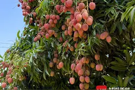 四川最早成熟的荔枝 攀枝花盐边荔枝甜蜜上市图片