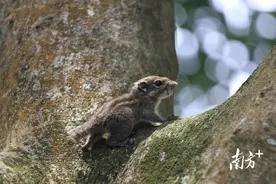 听见野生动物“指纹”！紫金白溪保护区通过声纹鉴定27种野生动物图片