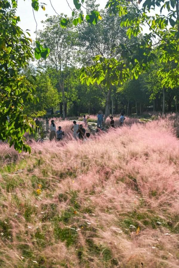 成片粉黛乱子草花海梦幻上线！这些公园火了！