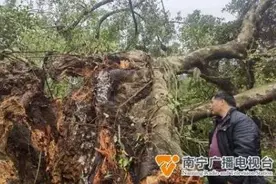 可惜！南宁一棵百年古榕树突然倒下！图片