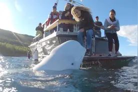 被怀疑是“俄罗斯间谍”的白鲸死于枪杀？官方披露死因：口中插入棍子，无法进食图片