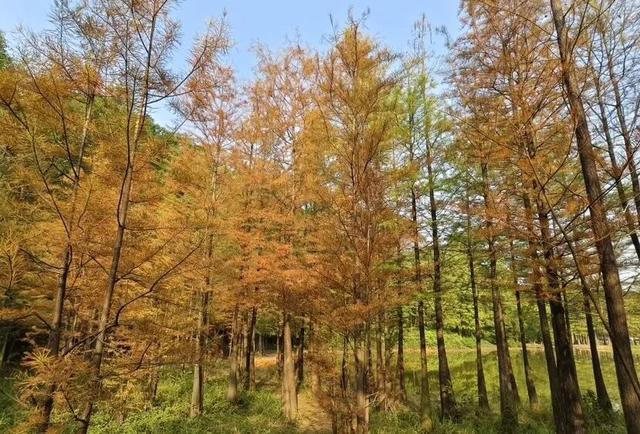 进入观赏期！广州的落羽杉，红了