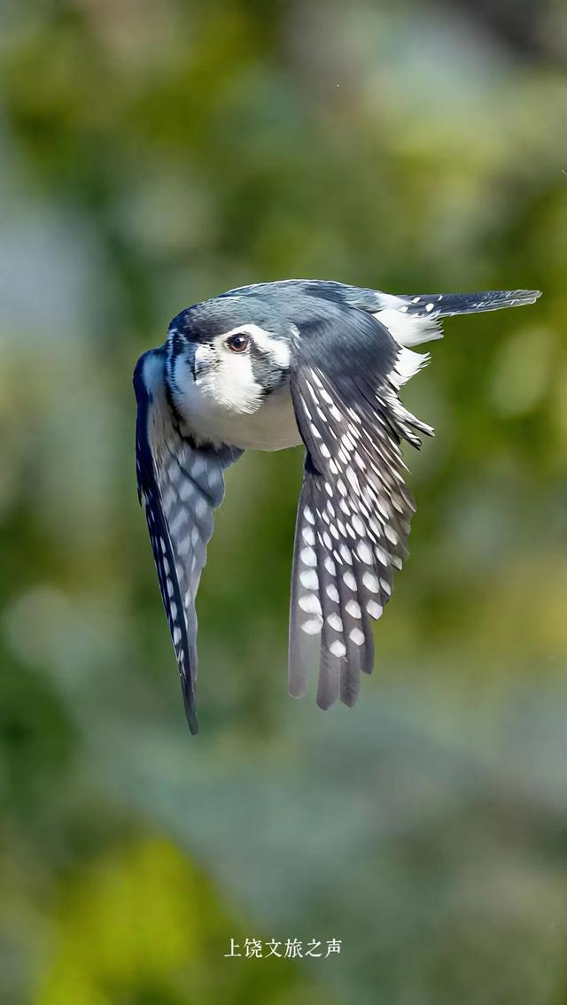 赶紧收藏！上饶冬天真正的“顶流”是它们！这些观鸟地你准备什么时候来？