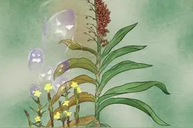 作物如何抵御寄生植物威胁？中国团队最新研究提出解决方案图片