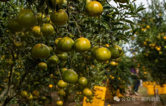 跟着赛事游新会！江门新会打造4条农文旅旅游线路