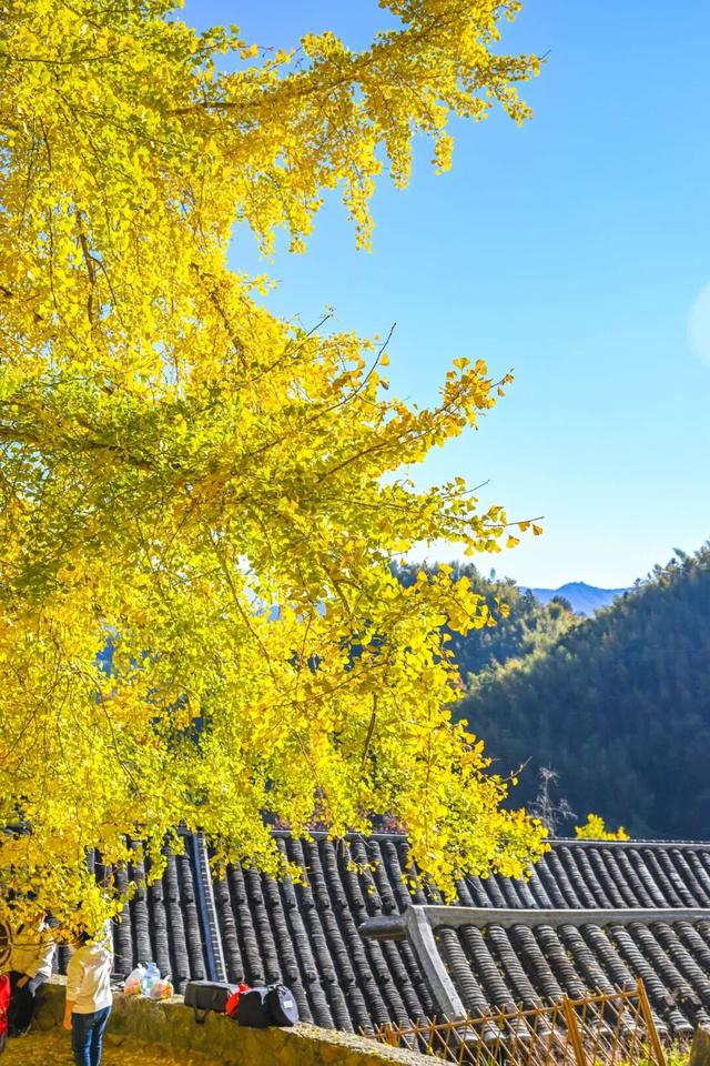 现存数量最多！赏银杏就来珠峰村