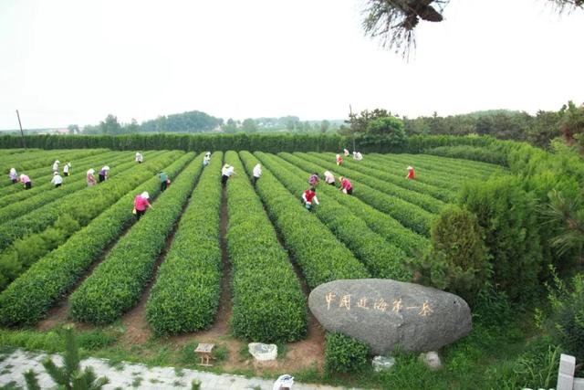 日照！“饮”以为豪！又大又多的福利礼包来了！
