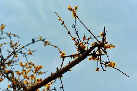 二十四节气·清明丨清明时节雨纷纷图片