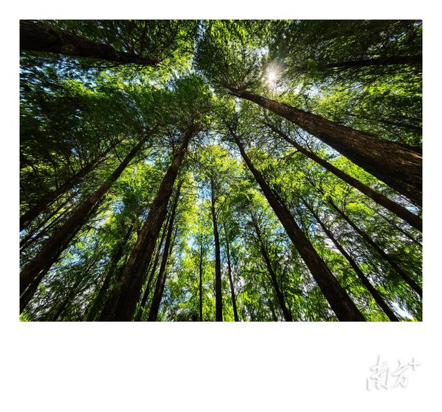古香林·秋韵
