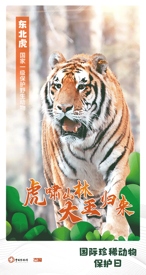 动图海报｜今日关键词 ：国际珍稀动物保护日图片