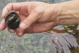 寄生虫多达6000条！户外遇到要当心图片
