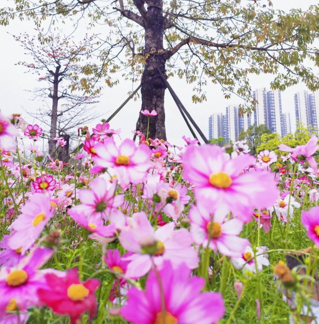 周末去打卡！南宁四大花海上线，20℃暖冬赏花攻略一键收藏！