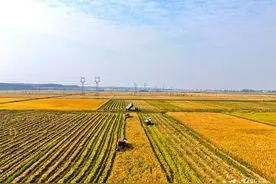 赣江新区：抢收晚稻  颗粒归仓图片