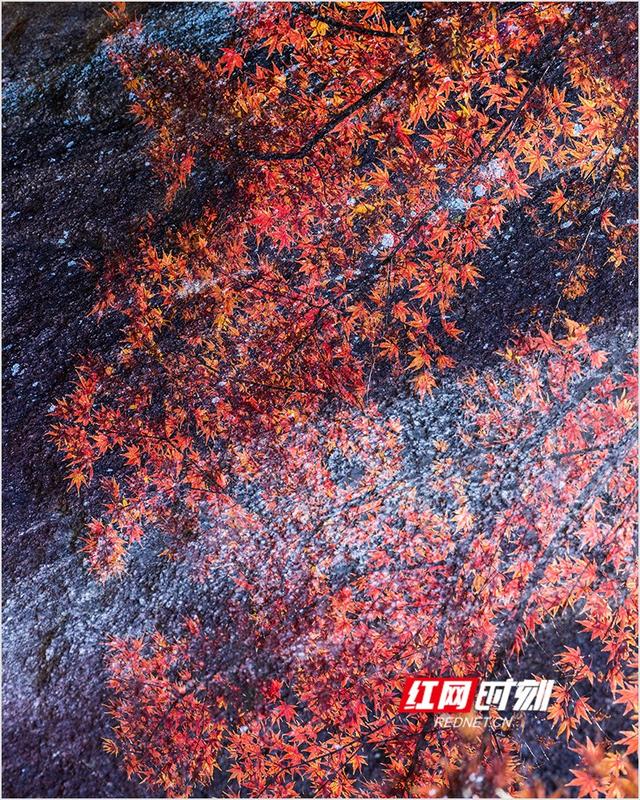 潘华摄影作品：漫步永州蓝山谷 邂逅湘江源头的层林尽染