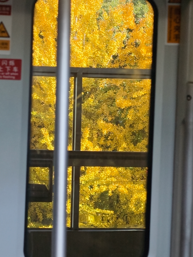 静安“银杏车站”迎来最美时刻！满眼的金色浪漫……（附全区银杏打卡点位）