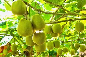 四川宜宾屏山县：猕猴桃甜“猕”上市图片