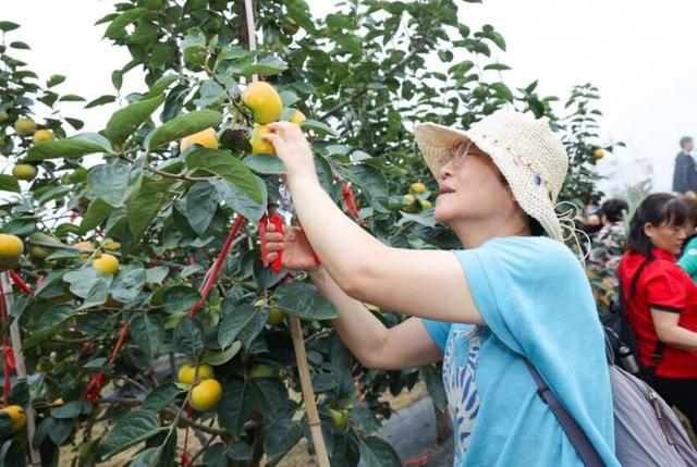 2025首届好柿年年旅游文化节在肥西开幕