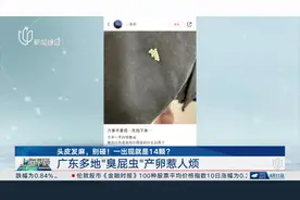 头皮发麻，别碰！一出现就是14颗？ 广东多地“臭屁虫”产卵惹人烦视频封面
