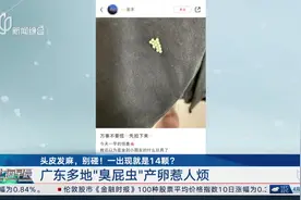 头皮发麻，别碰！一出现就是14颗？ 广东多地“臭屁虫”产卵惹人烦视频封面