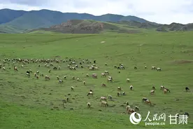 甘肃夏河：夏日草原牧歌悠扬图片