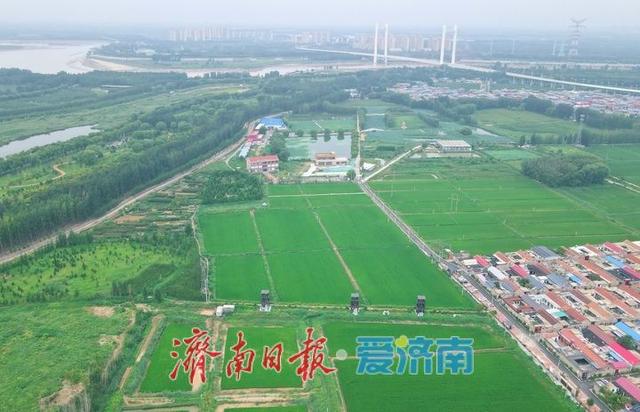 一年四季 泉在济南丨济西稻浪映秋色，席家庄田园画卷正浓