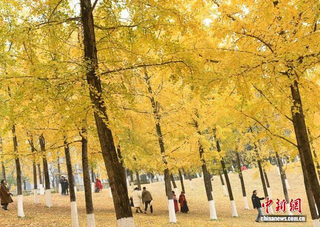 重庆：冬日银杏美如画 金黄满枝引游人
