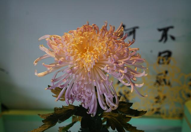 河南开封第43届菊花文化节