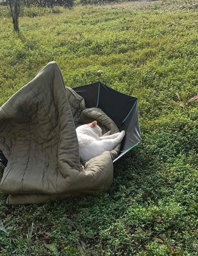 网友分享“伞上晒被”像彩色蘑菇！这份科学晒被攻略请收好