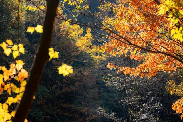 别再问了！洛阳秋色天花板，就藏在这里→