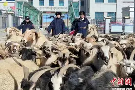 西藏最年轻对外开放口岸助推“盐羊古道”贸易发展图片