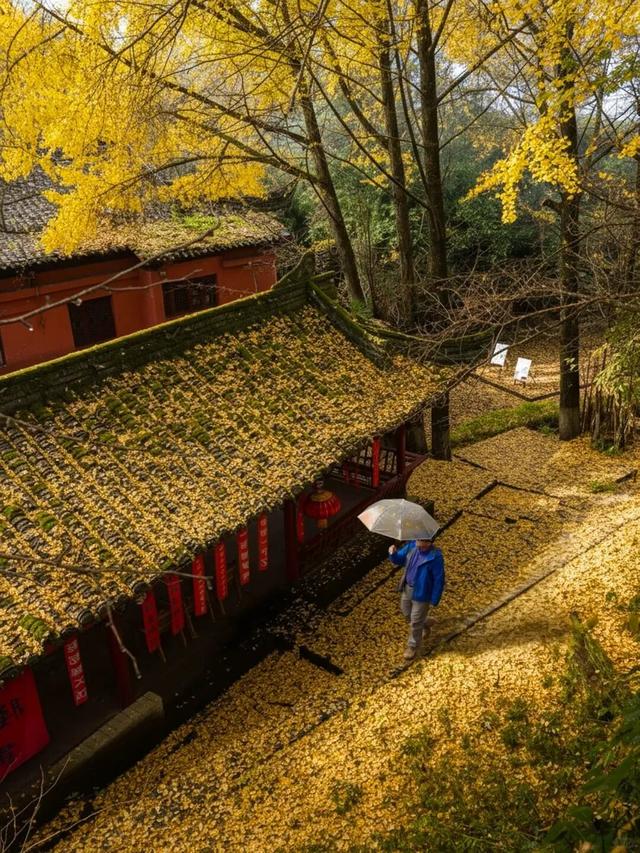蒙顶山的银杏你不必问，绝对值得一场奔赴！