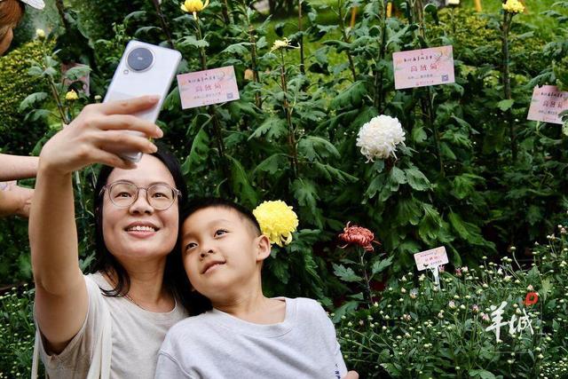 广州文化公园第66届“羊城菊会”，邀您免费认种菊花！
