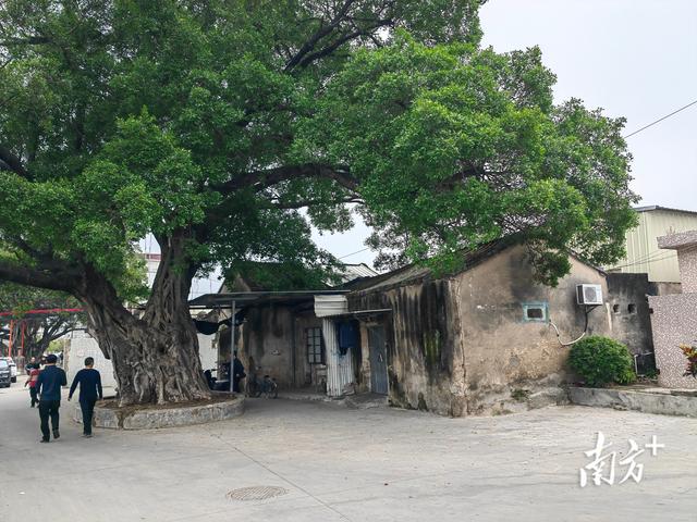 拆出空间，治出美景！彩塘镇和平村推进产乡融合
