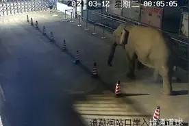 勐润通道：被狗惊吓，大象“绕道入境”图片