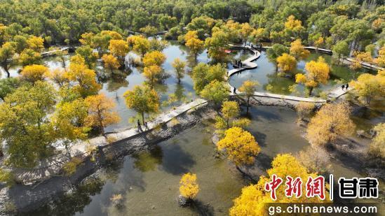 甘肃金塔：胡杨林美景醉游人