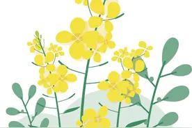 春日限定！郫都油菜花海的“追花”攻略→图片