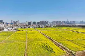 有一种叫云南的生活｜昆明这个村藏着一片油菜花海图片
