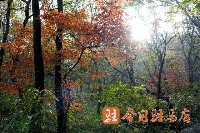 初冬金顶山：红叶染层林 漫山披盛装