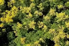 申城部分道路两旁的栾树花开，一起来感受这波“黄金雨”吧视频封面