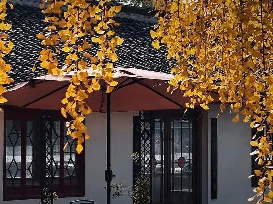 这6个淮南银杏绝美打卡地！码住刷爆朋友圈！