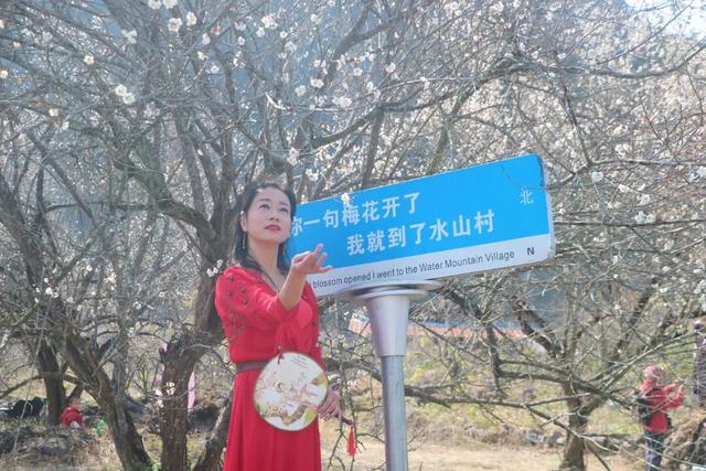 桂林平乐张家镇300亩青梅花绽放 游客纷至赴“梅”约