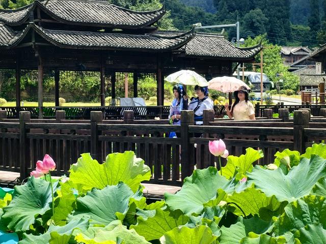 独山净心谷景区：80亩荷花盛开映日红